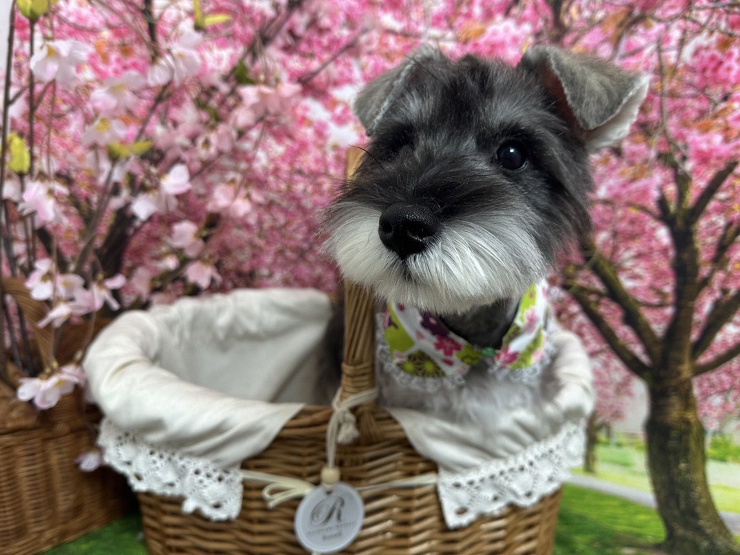 趣味：犬と遊ぶ